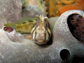   Tasmanien Blenny. This little fellow was quite happy pose camera DShot taken Canon A85 Housing internal flash under Blairgowrie Pier Port Phillip Bay Melbourne Australia about 4m depth. Blenny depth  